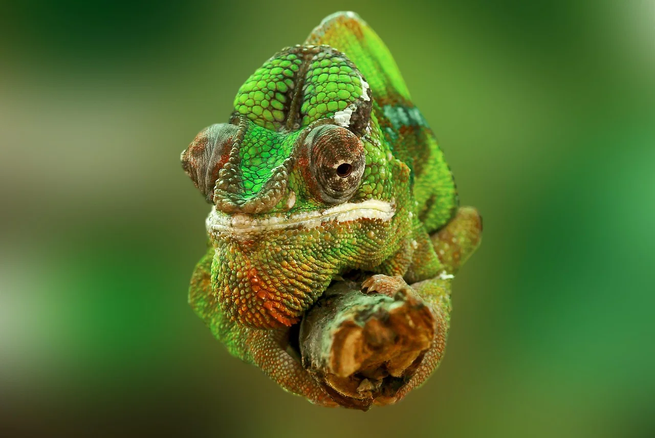 Folia chameleon – ochrona i stylizacja Twojego auta